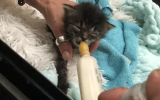 Kočky vrní, faktury křičí. Pomozte MonPet z.s. dál zachraňovat kočičí životy.