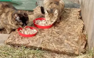 Pomoc pro toulavé kočičky – společně jim dáme najíst i domov