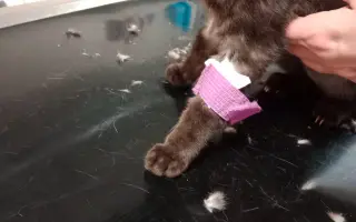 KOČIČKY V NOUZI - POMOZTE NÁM ZACHRÁNIT JEJICH ŽIVOTY