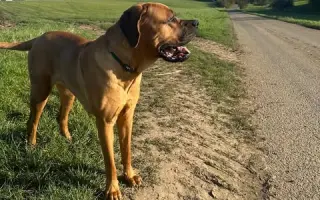 Operaci kyčlí pro Shiru