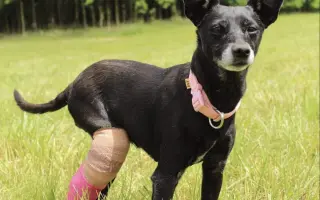 Pomoc pro spolek Kapka pro tlapky