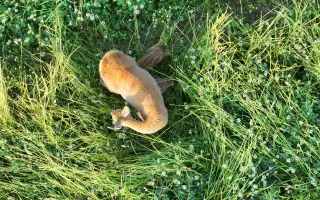 Zabraňme společně zbytečné smrti již brzy narozených srnčat a dalších mláďat