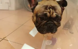 Operace očí a endoskopie pro buldočka Edu