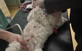 Operace pro Chanelku 💜