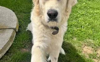 Pomozte Charliemu