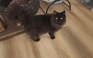 Druhá šance na život – veterinární péče pro zraněné, opuštěné a týrané kočky