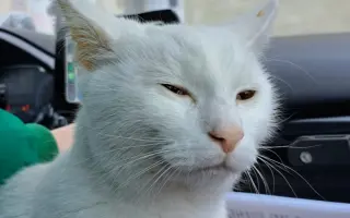 Sbírka pro Eliotka s nemocí FIP