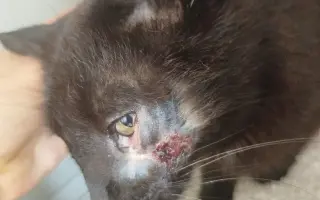 🎄 Rok 2026 pro kočky v Mostě – Pomozte nám ho zvládnout