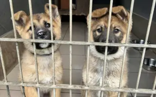 Vaše pomoc může změnit osud němých tváří