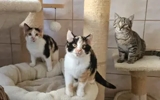 Akutní nedostatek krmiva (aneb stovky koček prosí o pomoc)