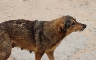 Tiché volání o pomoc aneb lepší zítřky pro Tunisáčky