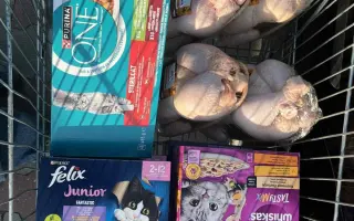 Pomohli jste kočičkám bez domova – léčba, krmivo i kastrace