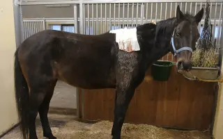 Operace pro Nitise - šance k jeho plnému uzdravení