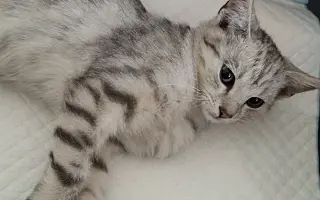 Zraněné koťátko Máša - pomozte nám prosím s úhradou operace