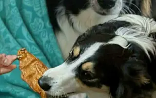 POMOC PRO FOXÍČKA - ZDRAVÝ DECH A PROTÉZA