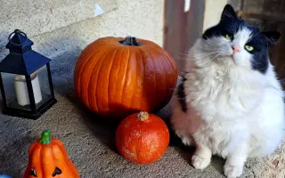 Pomozte prosím Oskarkovi porazit smrtelnou nemoc FIP