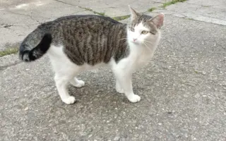 Prosíme, pomozte kocourku Gabrielovi dál žít!