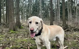 Pomozme Timmymu znovu stát na vlastních nohách.