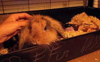 Sbírka na operaci Králíčka Muffina