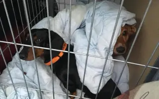 Srdce pro útulek Tibet – Společně zachraňujeme zvířecí životy