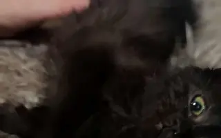 Druhá šance začíná tady: Rekonstrukce karantény pro kočky a skladu