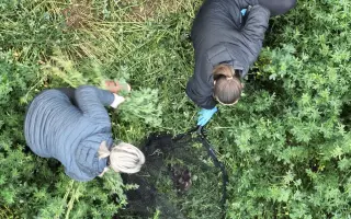 Darujte druhou šanci: Záchrana srnčat před sekačkami