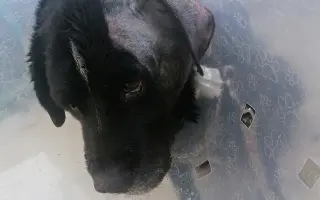 Pejsek Nero prosí o pomoc: Ještě není můj čas 🙏