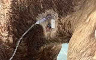 Pomozme Kess po těžké akutní operaci