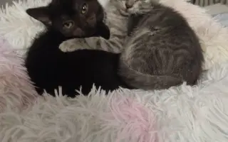 🎄 Rok 2026 pro kočky v Mostě – Pomozte nám ho zvládnout