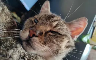 Lívanec a Dobrota potřebují léky