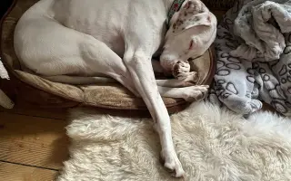 Pomozte❤️ Srdce pro zvířata - naděje pro opuštěné