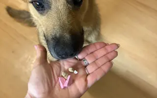 Sbírka na léky pro Nollie