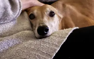 Prosíme o pomoc Tequile po operaci plíce, aby mohla dále skotačit