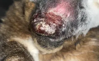 Pomoc pro králíčka, život zachrání operace čelisti