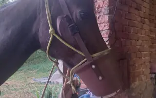 Kyslík pro koně v útulku