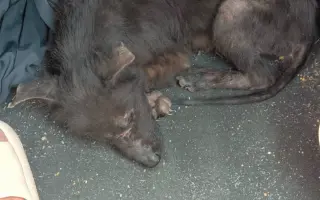 Ari přežila poušť. Teď ji ničí bolest...