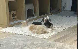 Zachraňte králíčkovi život