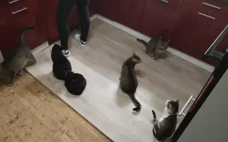 Léčba devíti zachráněných kočiček