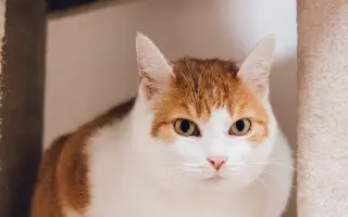 Ať se dočká každá kočka