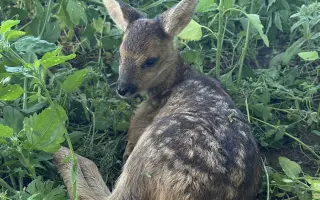 Očima neviditelní - Dronem k záchraně mláďat