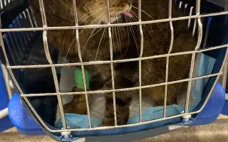 KOČIČKY V NOUZI - POMOZTE NÁM ZACHRÁNIT JEJICH ŽIVOTY