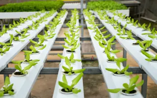 Podpořte projekt "Z vody roste jídlo"