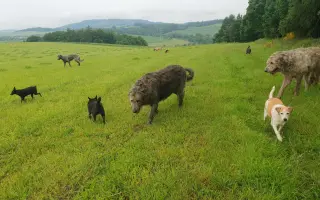 PSÍ BÁBINKY A DĚDULÍNCI - ROČNÍ PODPORA!