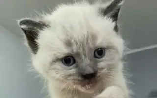 Veterinární péče pro zachráněné maminky s koťátky