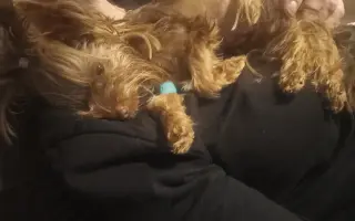 Bojovník Bertík vážící pouhé 1 kilo