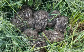 Pomohli jste zachránit mláďata na Brněnsku – dron, který znamená život