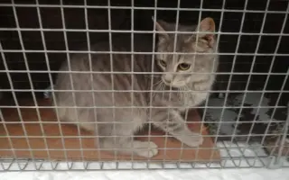 KOČIČKY V NOUZI - POMOZTE NÁM ZACHRÁNIT JEJICH ŽIVOTY