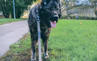 Pomoc Furině v boji s lupusem (SLE)