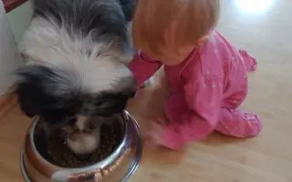 Sbírka na veterinární péči a diabetickou dietu pro Dixinku