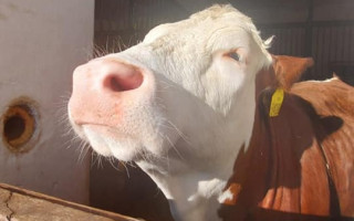 Mobilní výběh pro naše krávy
